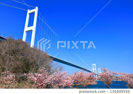 【愛媛縣】來島海峽大橋和河津櫻花盛開 【愛媛縣】來島海峽大橋和河津櫻花盛開 136899588