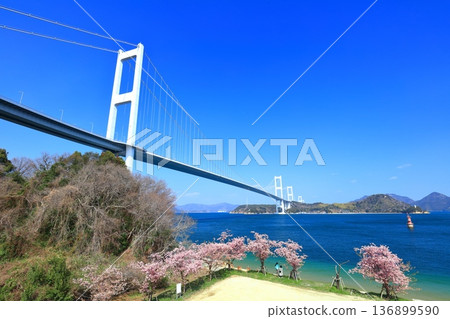 [Ehime Prefecture] Kurushima Kaikyo Bridge and Kawazu cherry blossoms in full bloom 136899590
