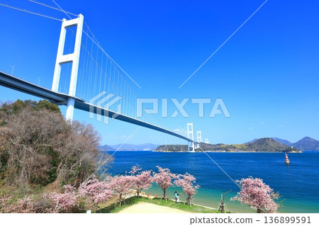 [Ehime Prefecture] Kurushima Kaikyo Bridge and Kawazu cherry blossoms in full bloom 136899591