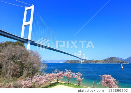 【愛媛縣】來島海峽大橋和河津櫻花盛開 【愛媛縣】來島海峽大橋和河津櫻花盛開 136899592