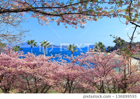 [Ehime Prefecture] Kurushima Kaikyo Bridge on a clear day and Kawazu cherry blossoms in full bloom (Osumi Seaside Park) 136899593