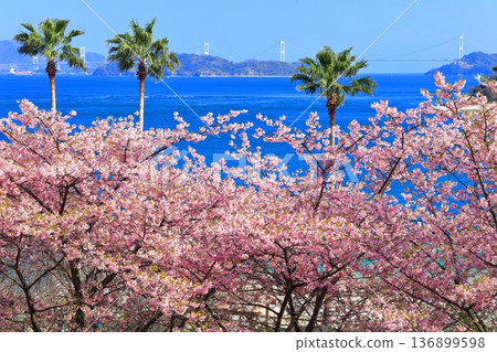 [Ehime Prefecture] Kurushima Kaikyo Bridge on a clear day and Kawazu cherry blossoms in full bloom (Osumi Seaside Park) 136899598