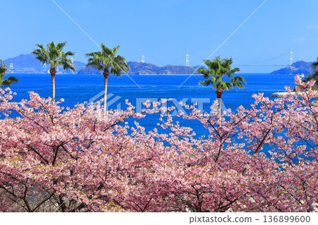[Ehime Prefecture] Kurushima Kaikyo Bridge on a clear day and Kawazu cherry blossoms in full bloom (Osumi Seaside Park) 136899600