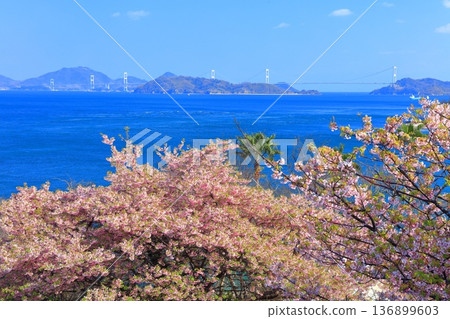 [Ehime Prefecture] Kurushima Kaikyo Bridge on a clear day and Kawazu cherry blossoms in full bloom (Osumi Seaside Park) 136899603