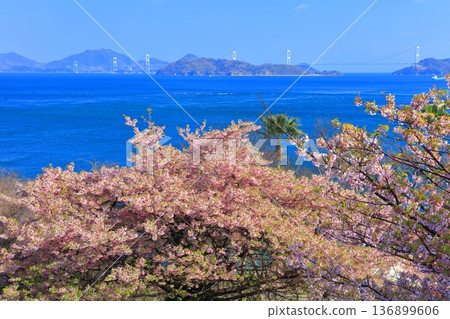 [Ehime Prefecture] Kurushima Kaikyo Bridge on a clear day and Kawazu cherry blossoms in full bloom (Osumi Seaside Park) 136899606