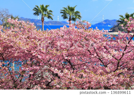 [Ehime Prefecture] Kurushima Kaikyo Bridge on a clear day and Kawazu cherry blossoms in full bloom (Osumi Seaside Park) 136899611