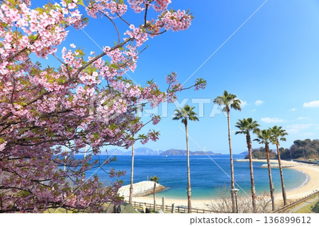 [Ehime Prefecture] Kurushima Kaikyo Bridge on a clear day and Kawazu cherry blossoms in full bloom (Osumi Seaside Park) 136899612