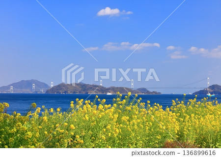 【愛媛郡】晴天的來島海峽大橋與油菜花（大隅海濱公園） 136899616
