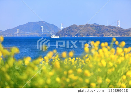 【愛媛郡】晴天的來島海峽大橋與油菜花(大隅海濱公園) 【愛媛郡】晴天的來島海峽大橋與油菜花(大隅海濱公園) 136899618