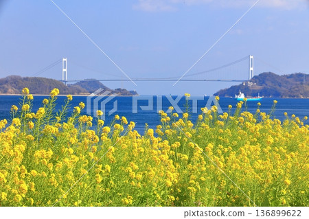 【愛媛郡】晴天的來島海峽大橋與油菜花(大隅海濱公園) 【愛媛郡】晴天的來島海峽大橋與油菜花(大隅海濱公園) 136899622