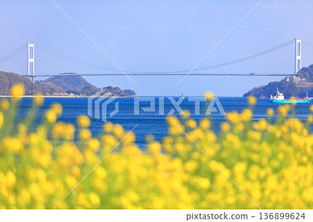 [Ehime Prefecture] Kurushima Kaikyo Bridge and rape blossoms on a clear day (Osumi Seaside Park) 136899624