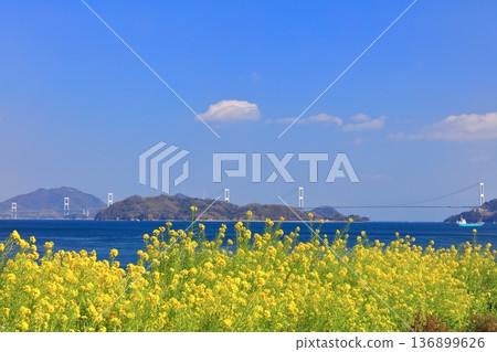 [Ehime Prefecture] Kurushima Kaikyo Bridge and rape blossoms on a clear day (Osumi Seaside Park) 136899626