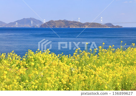[Ehime Prefecture] Kurushima Kaikyo Bridge and rape blossoms on a clear day (Osumi Seaside Park) 136899627