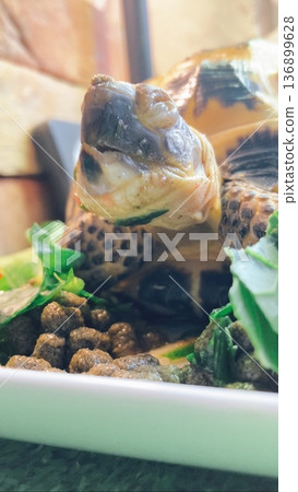 一隻俄羅斯陸龜,臉上露出無法抗拒的表情,食物美味得令人難以置信。 一隻俄羅斯陸龜,臉上露出無法抗拒的表情,食物美味得令人難以置信。 136899628