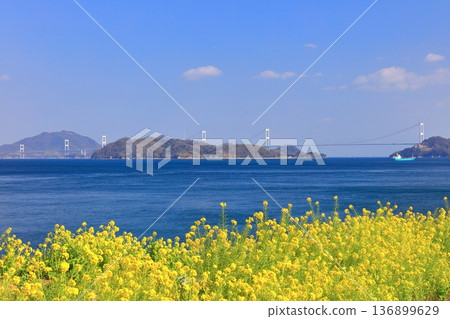 【愛媛郡】晴天的來島海峽大橋與油菜花(大隅海濱公園) 【愛媛郡】晴天的來島海峽大橋與油菜花(大隅海濱公園) 136899629