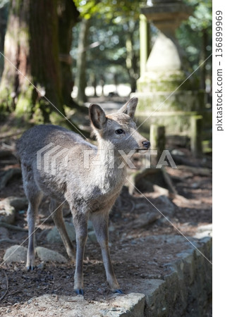 奈良公園鹿 136899969