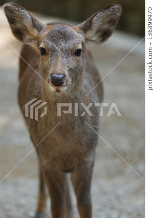 奈良公園鹿 奈良公園鹿 136899970