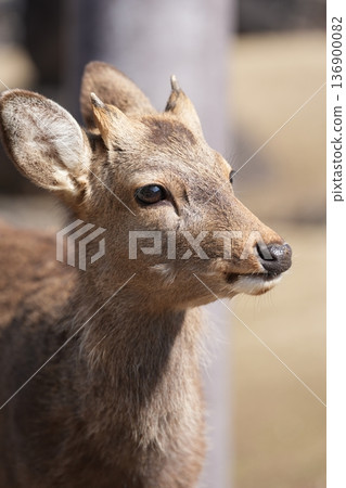 奈良公園鹿 136900082