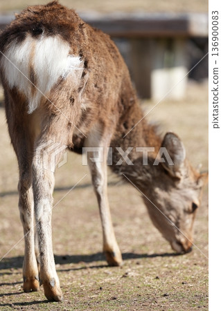 奈良公園鹿 奈良公園鹿 136900083