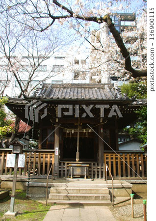 Sakura and Shrine 136900115