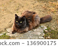 Domestic fluffy cat on the street 136900175