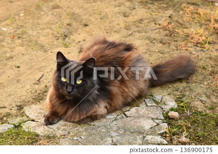 Domestic fluffy cat on the street 136900175