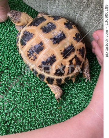 俄羅斯陸龜曬太陽 136900189