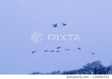 A flock of red-crowned cranes at dusk A flock of red-crowned cranes at dusk 136900191