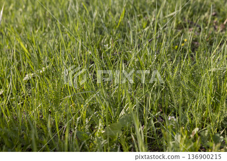 juicy fresh green grass in the park in spring , details of plants in the park with green grass in the spring season 136900215