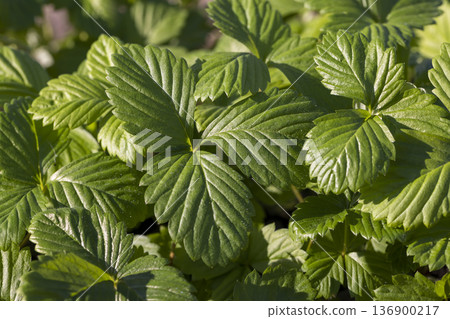 strawberry with green leaves before planting in the field, a large number of sweet strawberry sprouts growing together in sunny, warm weather 136900217