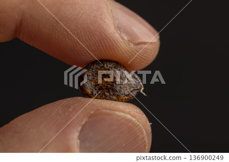 hold dried seeds during storage to prepare and plant seedlings before the next season, spotted dry brown hard watermelon seeds for a new crop of food hold dried seeds during storage to prepare and plant seedlings before the next season, spotted dry brown hard watermelon seeds for a new crop of food 136900249