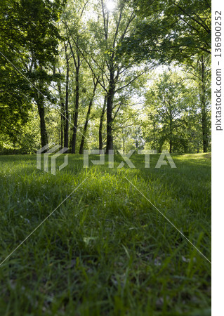 landscape in the park with grass and deciduous trees with green foliage in the spring season in warm sunny weather, deciduous trees with green foliage and lush green grass in the park 136900252