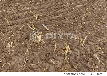 a corn field in cloudy cold autumn weather during harvest, an agricultural field with a ripe corn crop that is harvested , the soil and pieces of corn are left a corn field in cloudy cold autumn weather during harvest, an agricultural field with a ripe corn crop that is harvested , the soil and pieces of corn are left 136900253