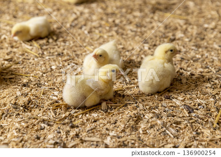 chickens of a meat breed in yellow fluff , industrial chicken farming to provide meat products 136900254