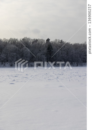 a frozen wide river completely covered with ice during the frosts, a river covered with pure white fresh snow after snowfalls 136900257