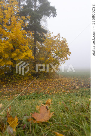 several beautiful yellow maples in cloudy dreary weather in the autumn season several beautiful yellow maples in cloudy dreary weather in the autumn season 136900258