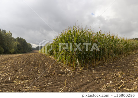 a corn field in cloudy autumn weather during harvest, an agricultural field with a ripe corn crop that is harvested and after harvesting, the soil and pieces of corn are left, landscape a corn field in cloudy autumn weather during harvest, an agricultural field with a ripe corn crop that is harvested and after harvesting, the soil and pieces of corn are left, landscape 136900286