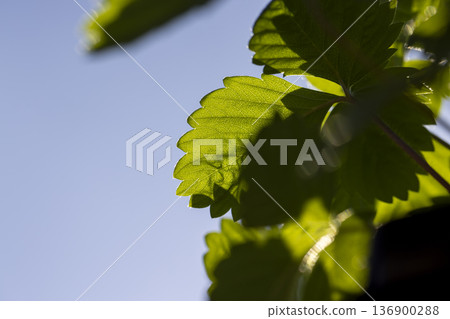 a large number of sweet strawberry sprouts growing together in sunny, warm weather and blue sky a large number of sweet strawberry sprouts growing together in sunny, warm weather and blue sky 136900288