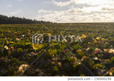 agricultural field in sunny weather, the leaves of the plant are illuminated by sunlight in the autumn season, cloudy weather with clouds and sunlight at the end of the autumn season agricultural field in sunny weather, the leaves of the plant are illuminated by sunlight in the autumn season, cloudy weather with clouds and sunlight at the end of the autumn season 136900296