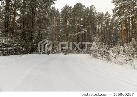 car ruts in the white snow in the cold winter season, trees grow on the side of the road in a mixed forest with pines car ruts in the white snow in the cold winter season, trees grow on the side of the road in a mixed forest with pines 136900297