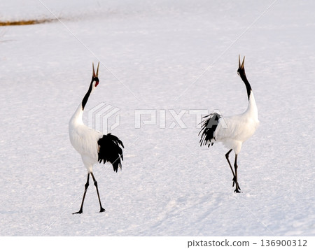 Cranes crowing Cranes crowing 136900312