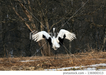 The back view of a red-crowned crane dancing The back view of a red-crowned crane dancing 136900313