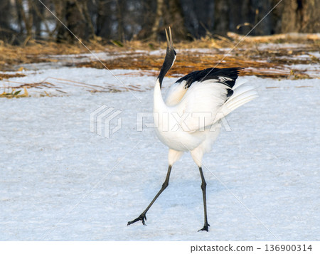 The crest of the red-crowned crane The crest of the red-crowned crane 136900314