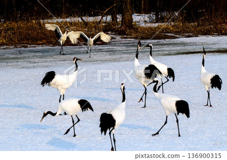A playground for red-crowned cranes A playground for red-crowned cranes 136900315