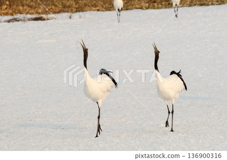 Cranes crowing Cranes crowing 136900316