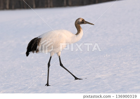 The red-crowned crane, now ready to leave its parents, climbs the hill The red-crowned crane, now ready to leave its parents, climbs the hill 136900319