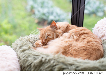 Cat sleeping by the window Tea tabby cat Cat sleeping by the window Tea tabby cat 136900325