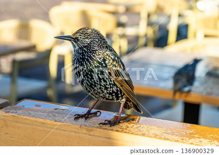 Bird Starling Sturnus vulgaris birdwatching 136900329