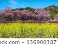 Kawazu cherry tree and rape blossoms 136900387