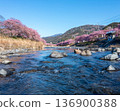 Kawazu Sakura and Kawazu River 136900388